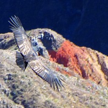 Flying young Condor (brown wings)